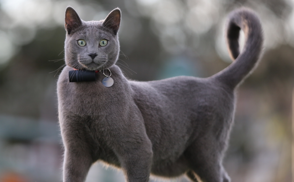 Evcil Hayvan Takip Cihazları